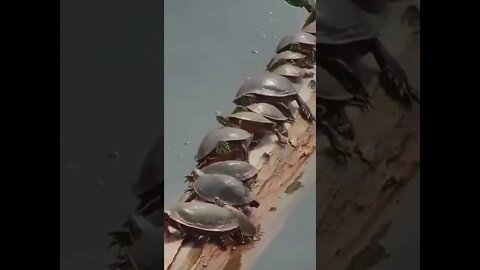 Turtle survival of the fittest #short #animals #log