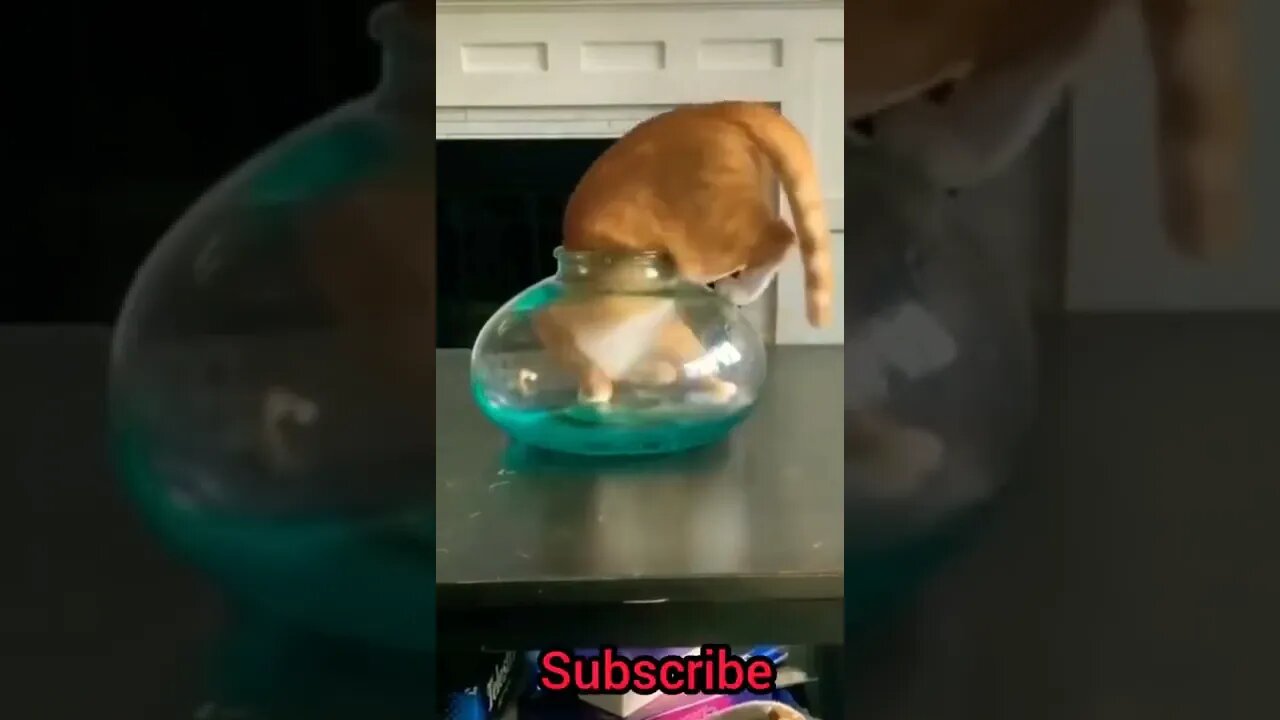 Cat Funny Video -- Cute Cat -- Cute Baby -- Viral Kids #Shorts #Cat #viral_video #funny