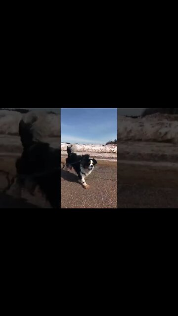 Cavalier King Charles Spaniel running