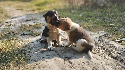 Dog love ❤ , Dogs Playing together