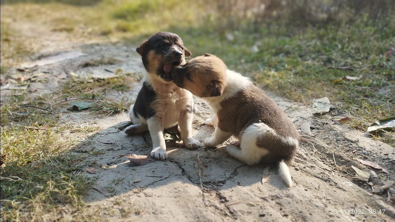 Dog love ❤ , Dogs Playing together