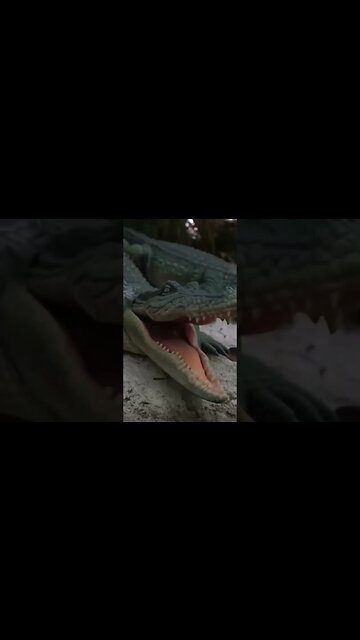 What’s your favorite Jungle Cruise animal? 🦁 #shorts