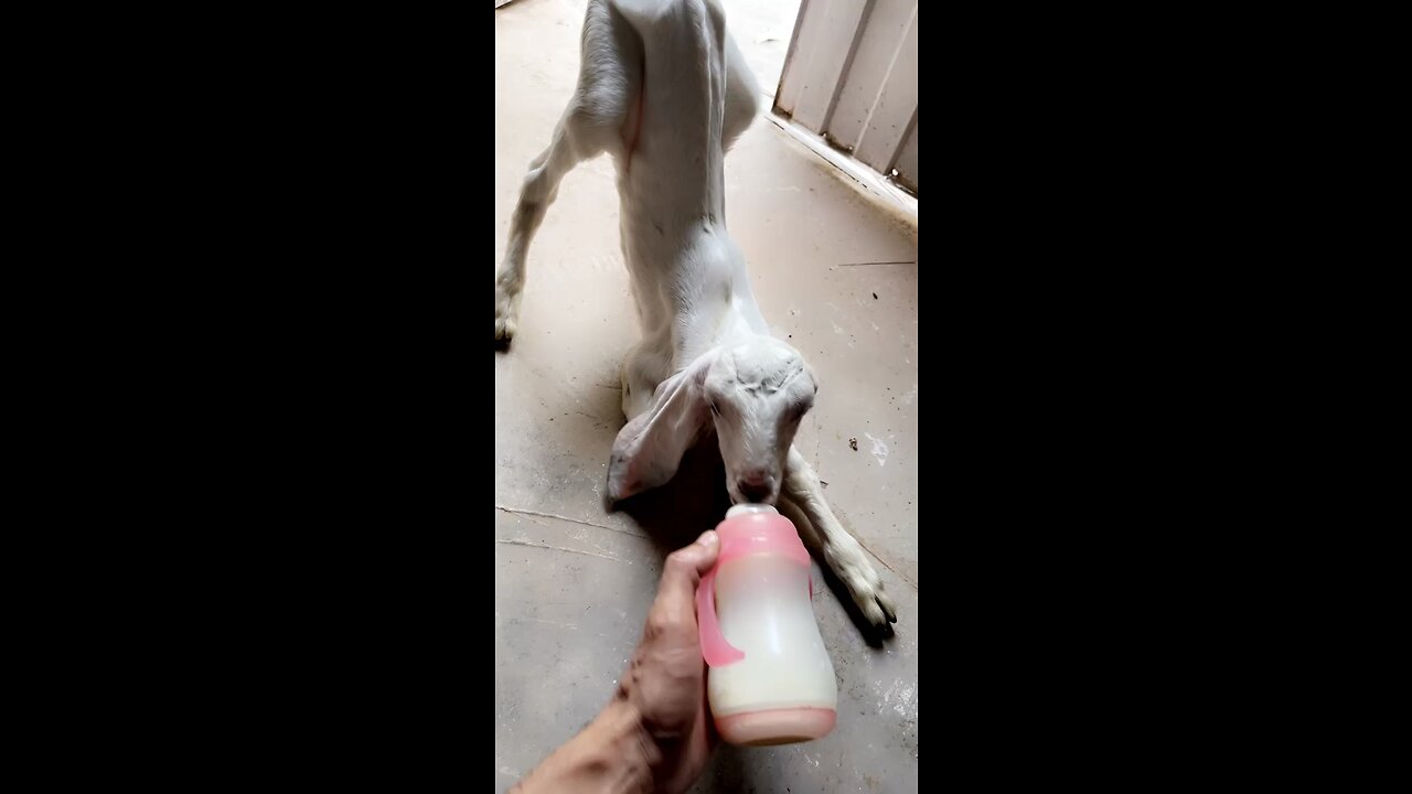 Baby goat feeding😍