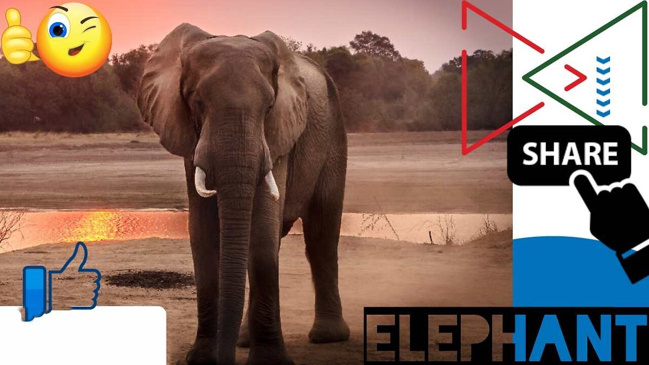 Elephants are truly fascinating creatures