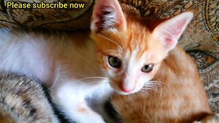 Funny cat video |funny kitten |try not to laugh