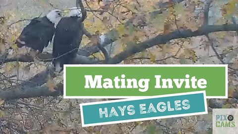 Hays Eagles Dad invites mating 2021 11 19 17 13:28