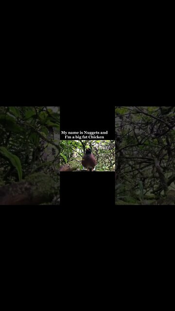 Nugget the big fat chicken lets make snacks (Mynah bird) #shorts