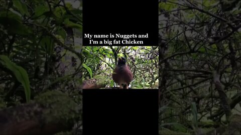 Nugget the big fat chicken lets make snacks (Mynah bird) #shorts