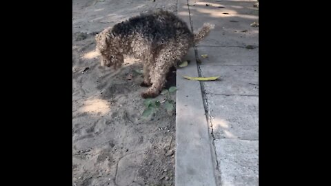 Strange Dog Likes to Poop on the Curb