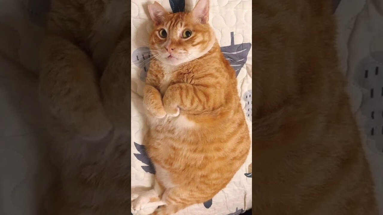 Funny animals 2023π - Funniest Cats and Dogs Videoππ7 #shorts #funny #funnyvideos