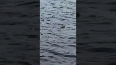 A wild seal in the water