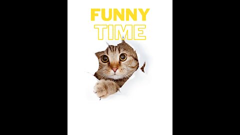 Funny cats dogs - Funny animal videos