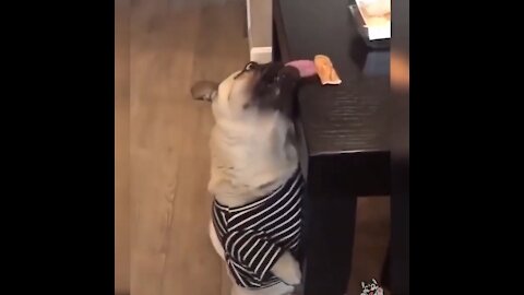Dog Desperate For Food #shorts