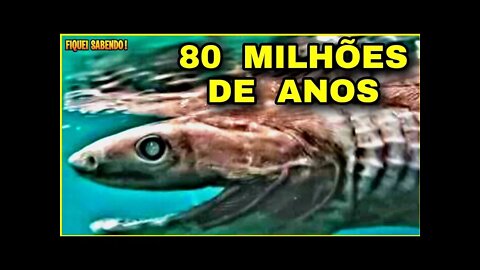 Animais pré-históricos que vivem até hoje no mundo. #youtube #history