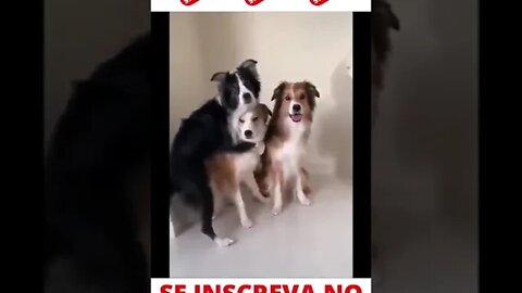 Cachorros Fazendo Selfie kkkk #shorts