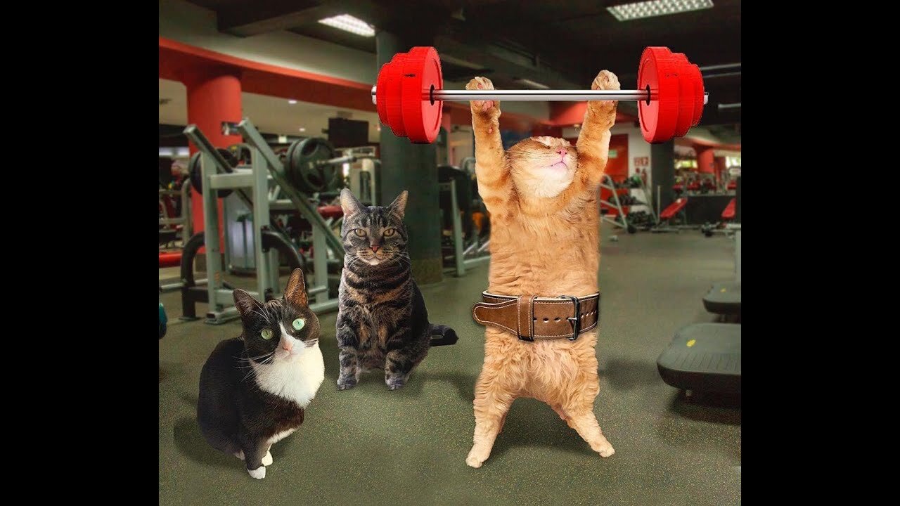Funniest Animals 2023 π Funny Cats and Dogs Videos πΊπΆ