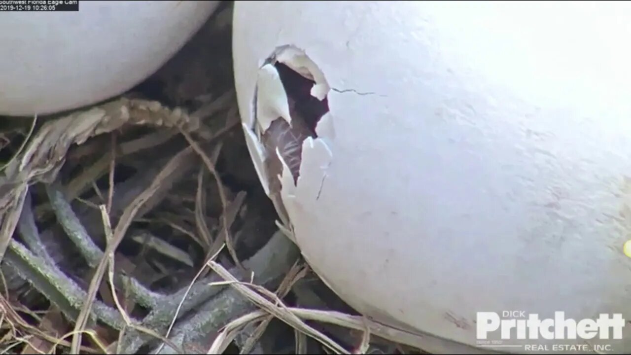 Congratulations Harriet&M15 on hatch of E-14 12-19-19