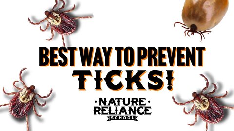 Best way to avoid ticks on dogs and humans