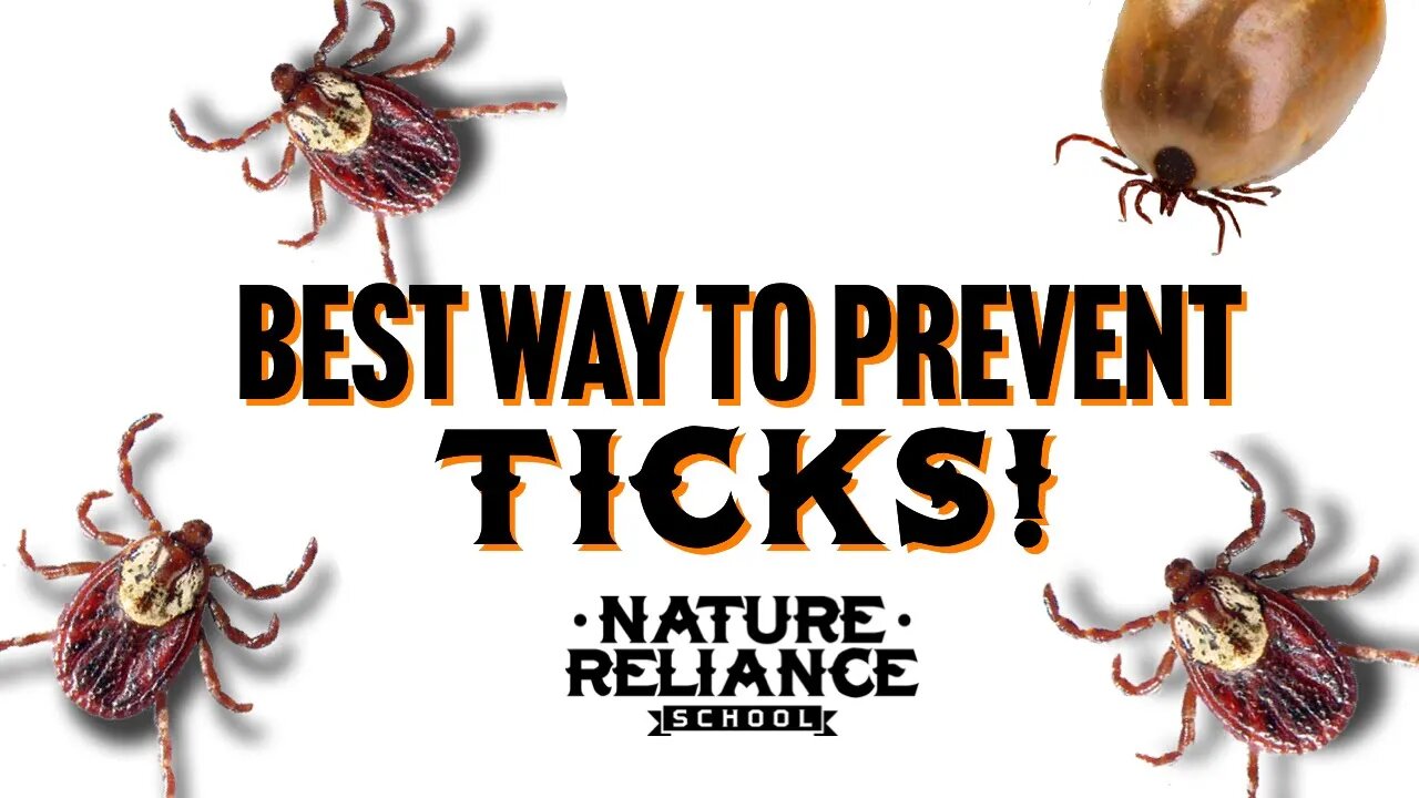 Best way to avoid ticks on dogs and humans