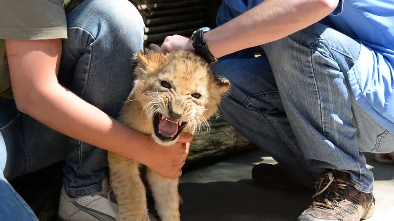 Lion cub vaccination 2