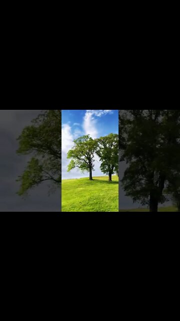 Vibrant Greens on a Hill