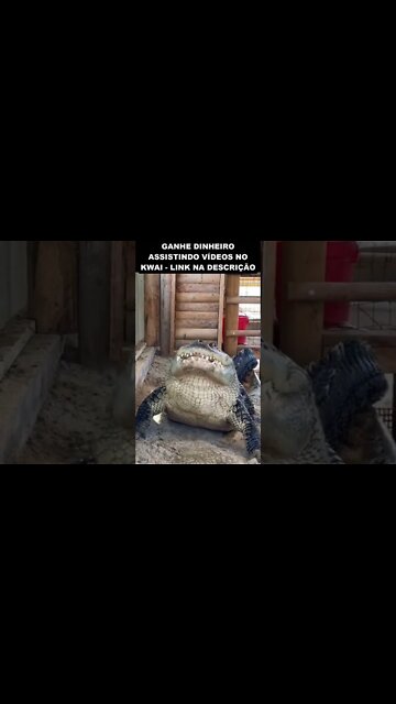 Jacaré gigante acabou com um frango inteiro em segundos