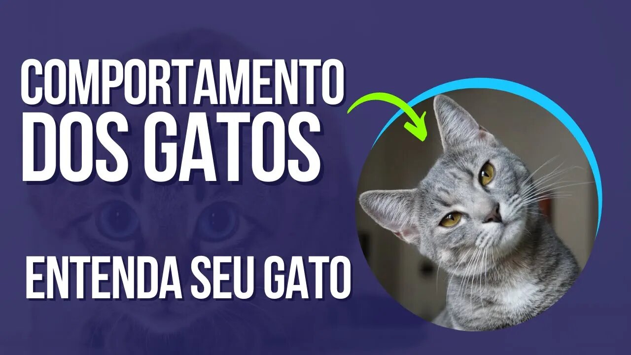 Linguagem dos Gatos Entenda o comportamento seu Felino #gato #felino #comportamento