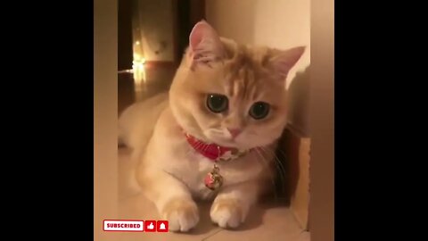 cute cat videos 😹 funny videos 😂1546