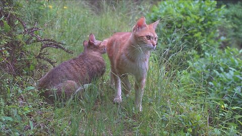 Cats fight vlogs