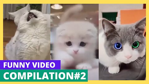 Funny Animal Videos Compilation #2