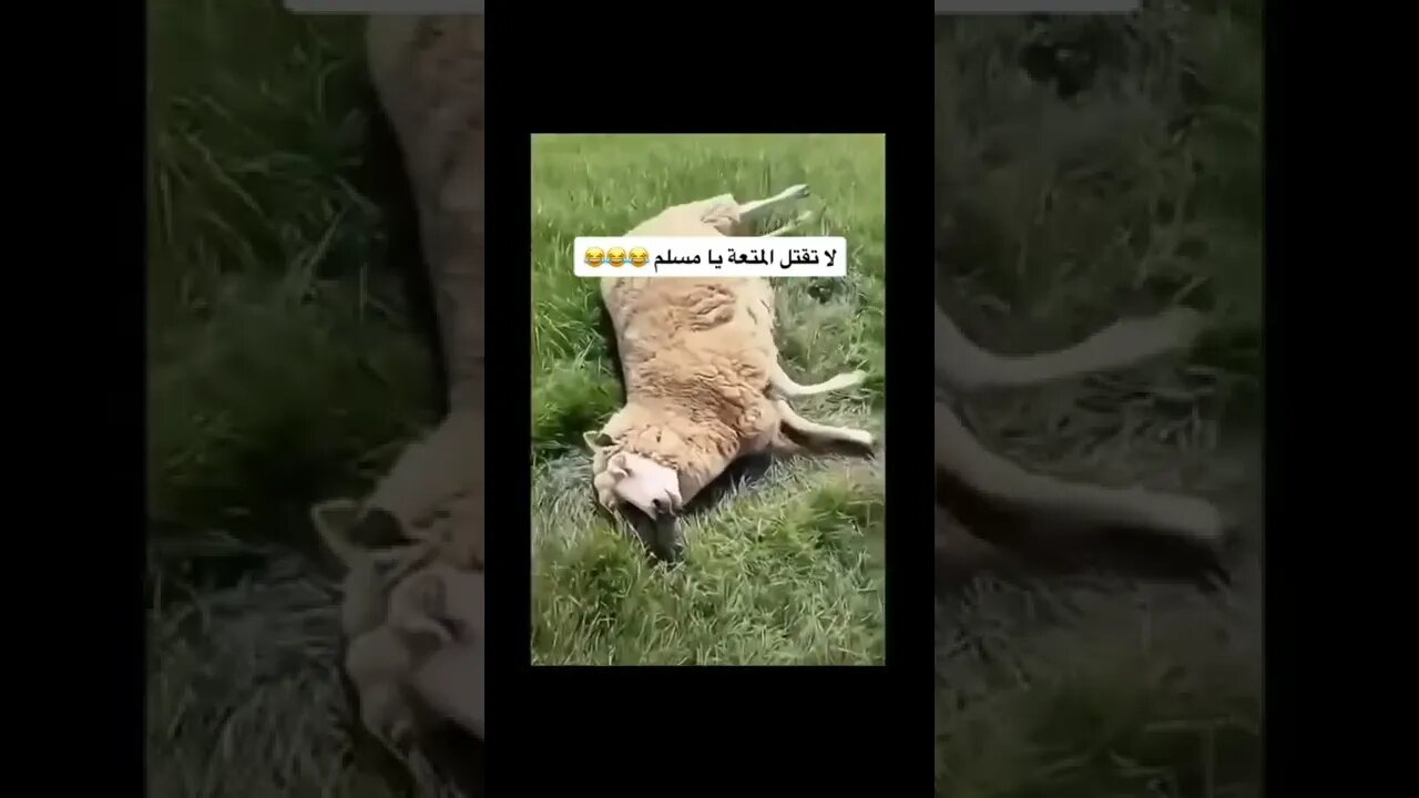 Lamb need push to stand 🤣🤣