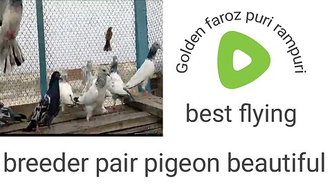 Golden faroz puri pigeon beautiful breeder pair