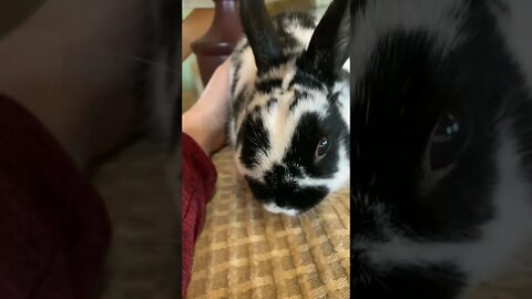 My Bunny Oreo