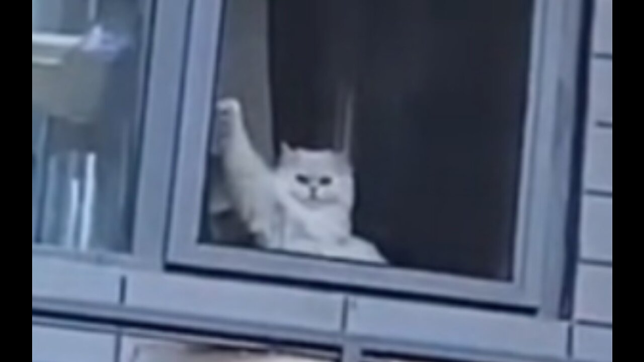 This cat made me laugh for two minutes and twenty-seven seconds!