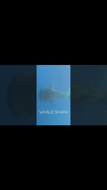 Whale Shark | The biggest fish in the world! #maldives #whaleshark #underwater