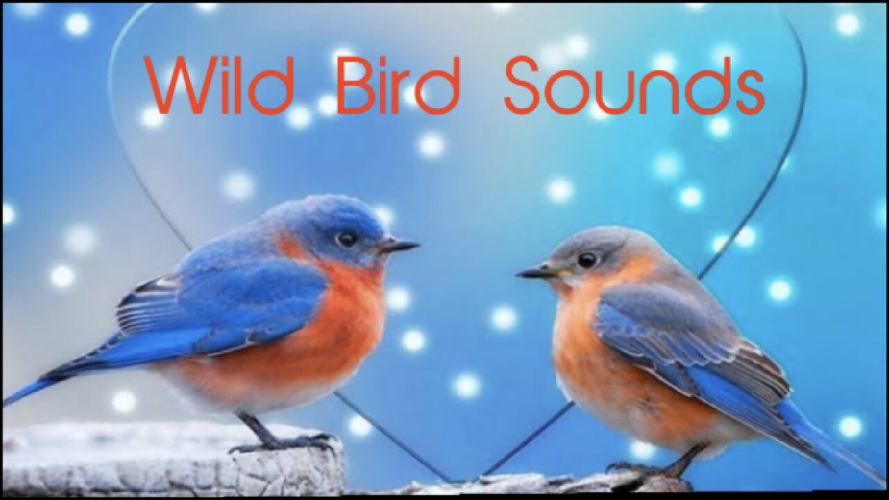 Soothing Sounds of Wild Birds