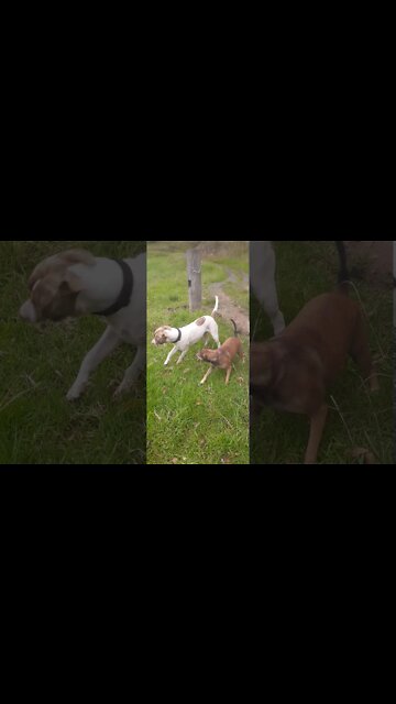 Young dogs at play. Large breed puppy with his smaller friend