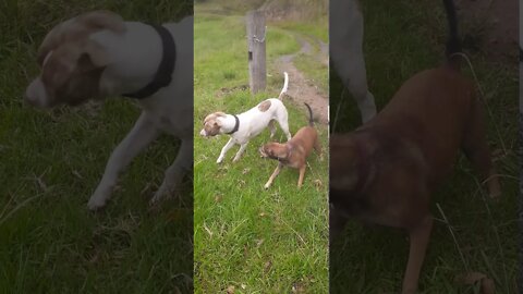 Young dogs at play. Large breed puppy with his smaller friend