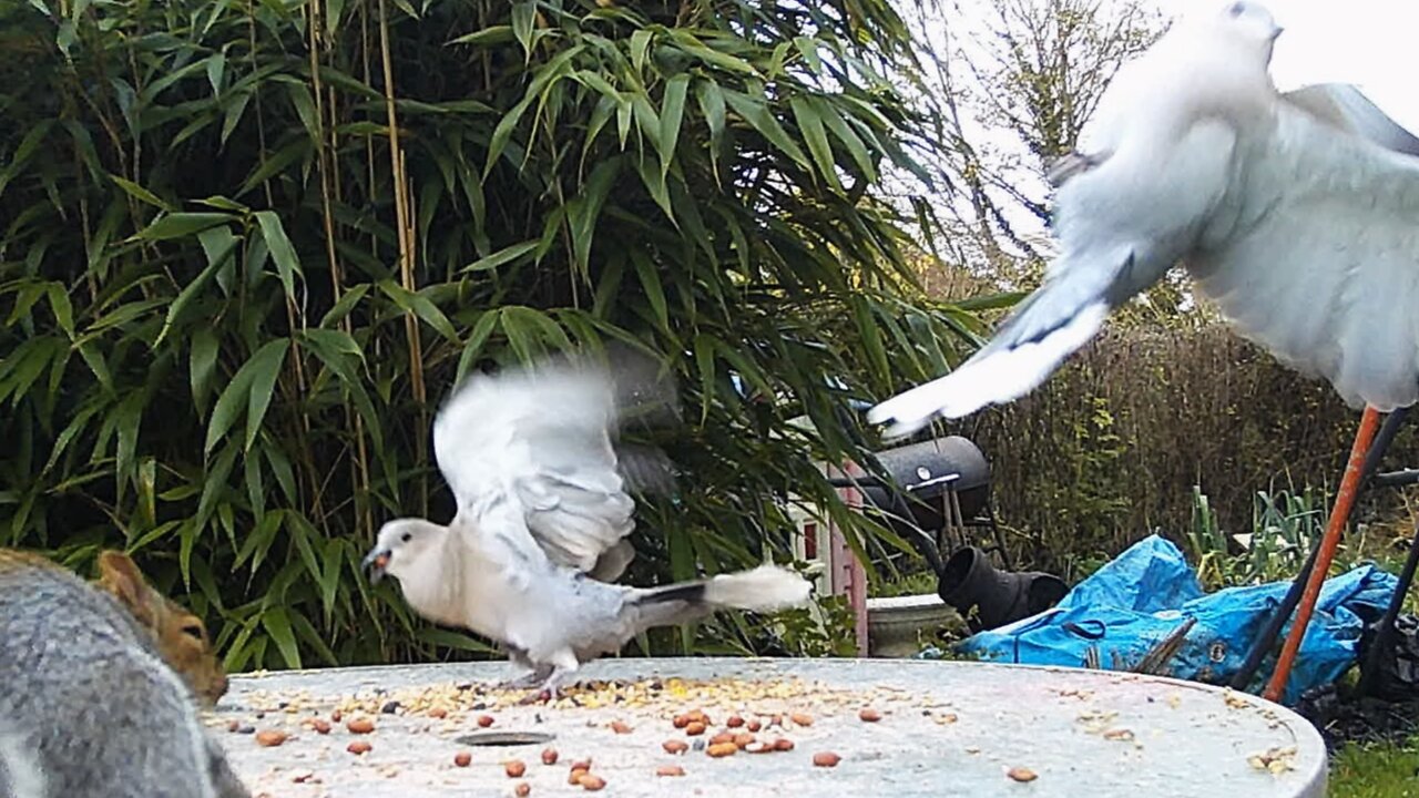 Squirrel scares away the birds to protect its nuts!