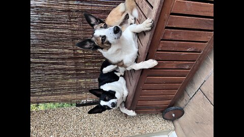 Collies at rest but ready to go!