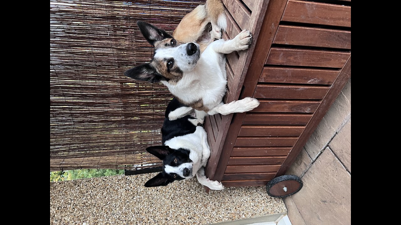 Collies at rest but ready to go!