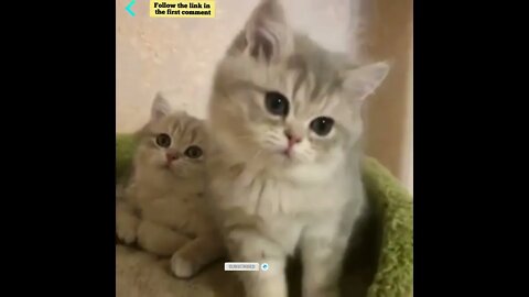 cute cat videos 😹 funny videos 😂 699 😻 #shorts #shortsfunny #cutecat #catvideos #catsfood #catscare