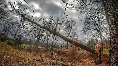 Dead pine from the stump