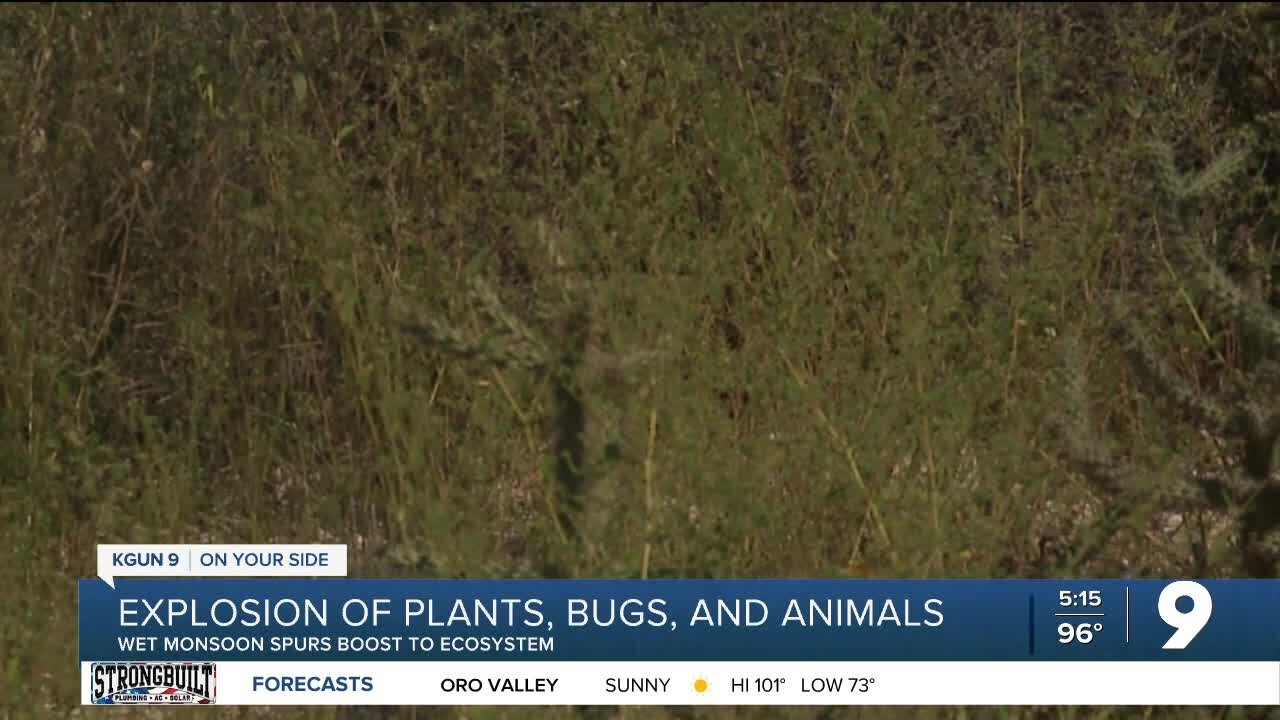 Explosion of plants, bugs, and animals