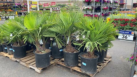 Lowes palm selection - Oregon