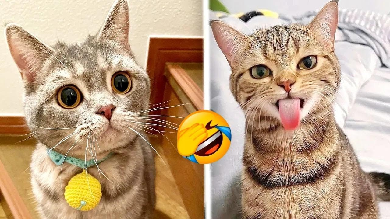 VERY FUNNY PETS 🤣 FUNNY CATS / CUTE ANIMALS 😻