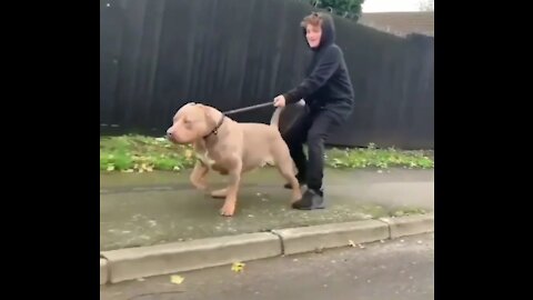 Very strong dog