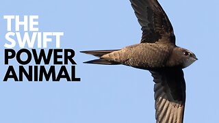 Swift Power Animal