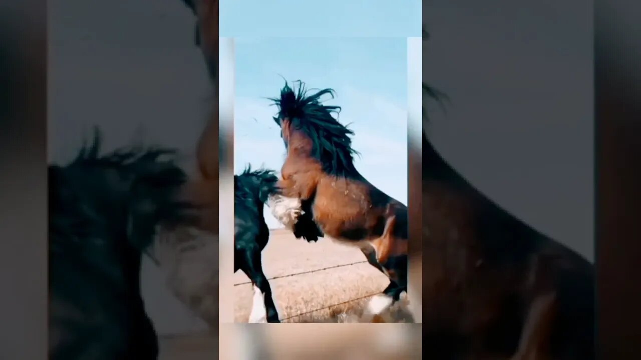 horses