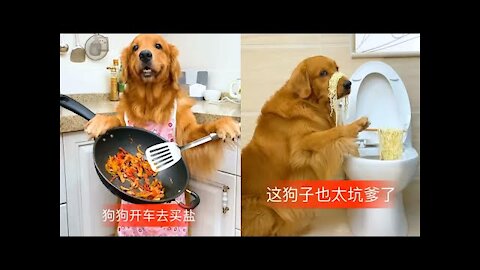 The dogs are cute and funny 2020